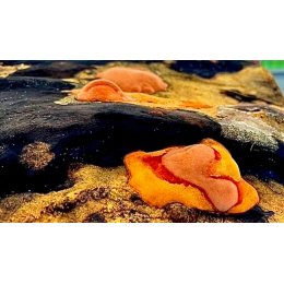 牛樟芝的介紹 牛樟芝的介紹